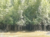 Mangrove-Wald